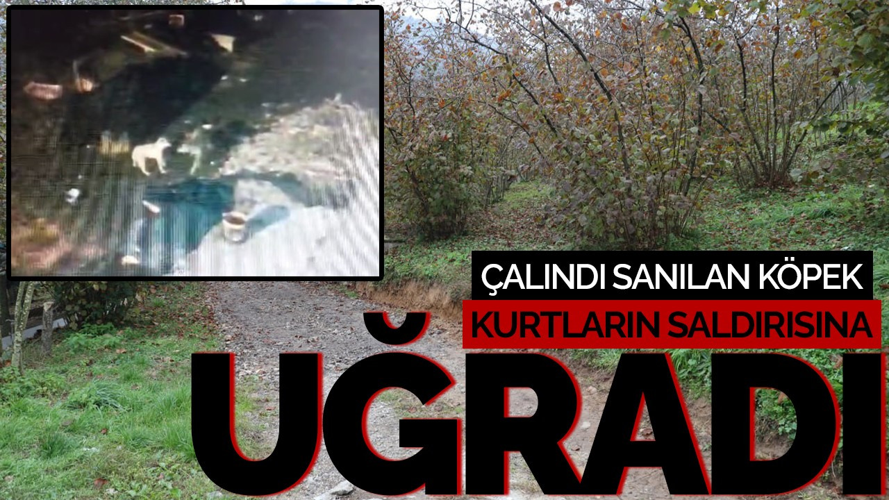 Çalındı Sanılan Köpek, Kurtların Saldırısına Uğradı: O Anlar Kamerada