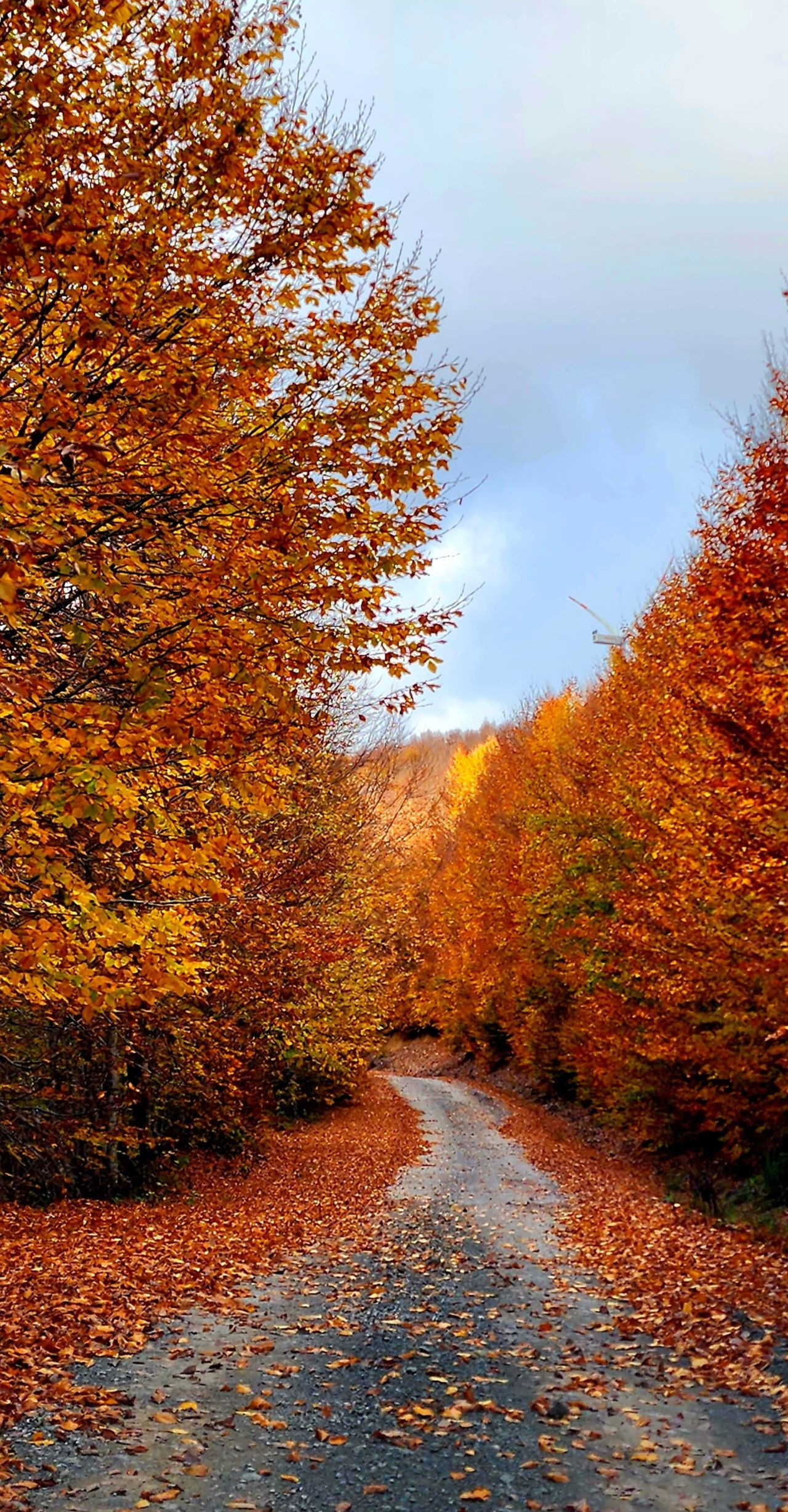 Yalova'da sonbahar renkleri - Sayfa 2