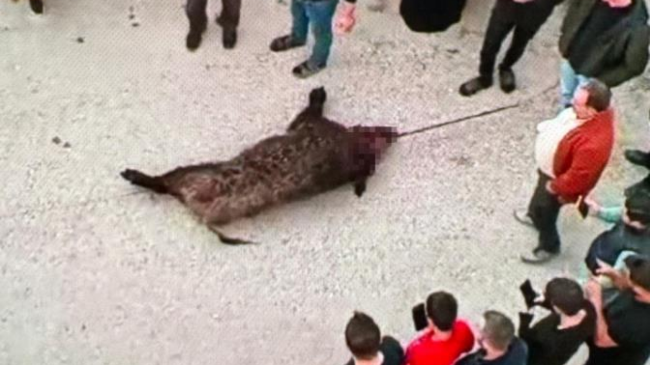 Gaziantep'te Yaban Domuzu Saldırısı: 1 Yaralı