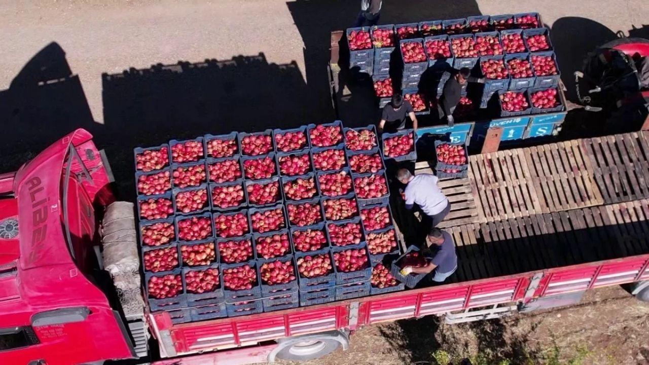 Adıyaman'da Nar Hasadı Başladı: Üreticiler Avrupa'dan Talep Görüyor - Sayfa 5