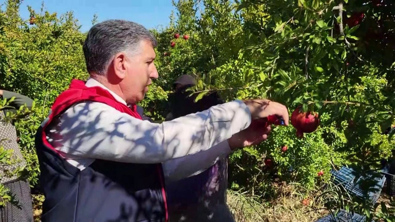 Adıyaman'da Nar Hasadı Başladı: Üreticiler Avrupa'dan Talep Görüyor - Sayfa 4