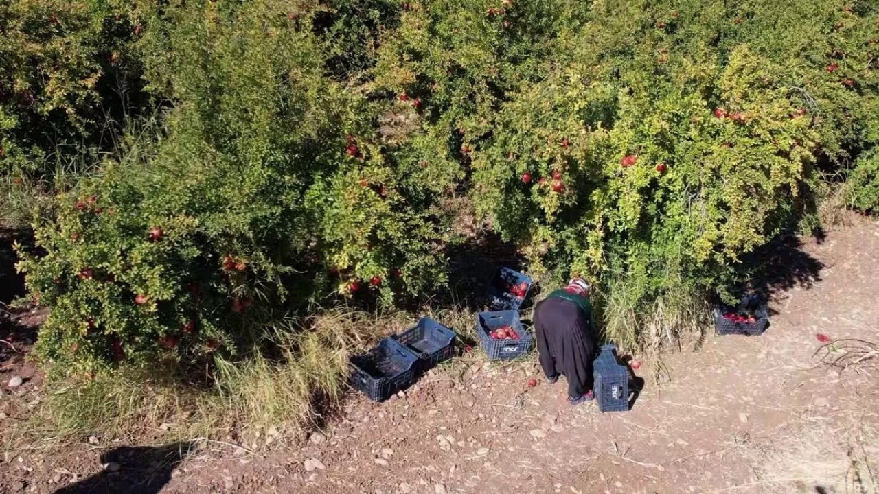 Adıyaman'da Nar Hasadı Başladı: Üreticiler Avrupa'dan Talep Görüyor - Sayfa 2