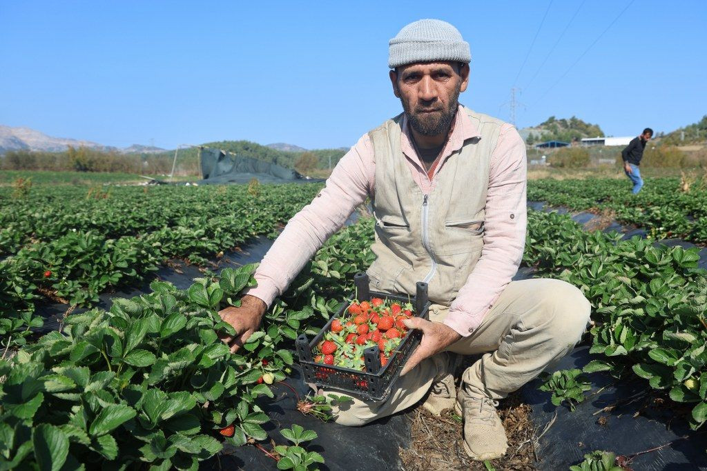 Hatay'da Çilekte Son Hasat: 120 TL'den Alıcı Buluyor! - Sayfa 1