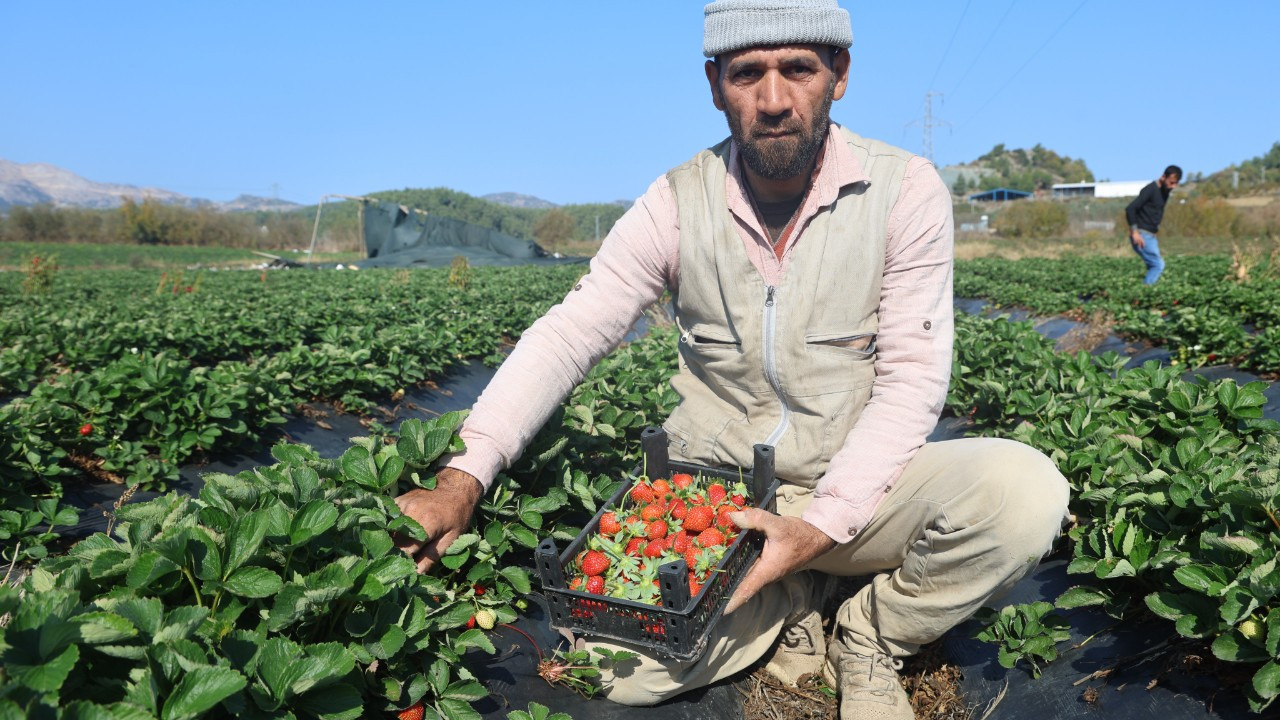 Hatay'da Çilekte Son Hasat: 120 TL'den Alıcı Buluyor!