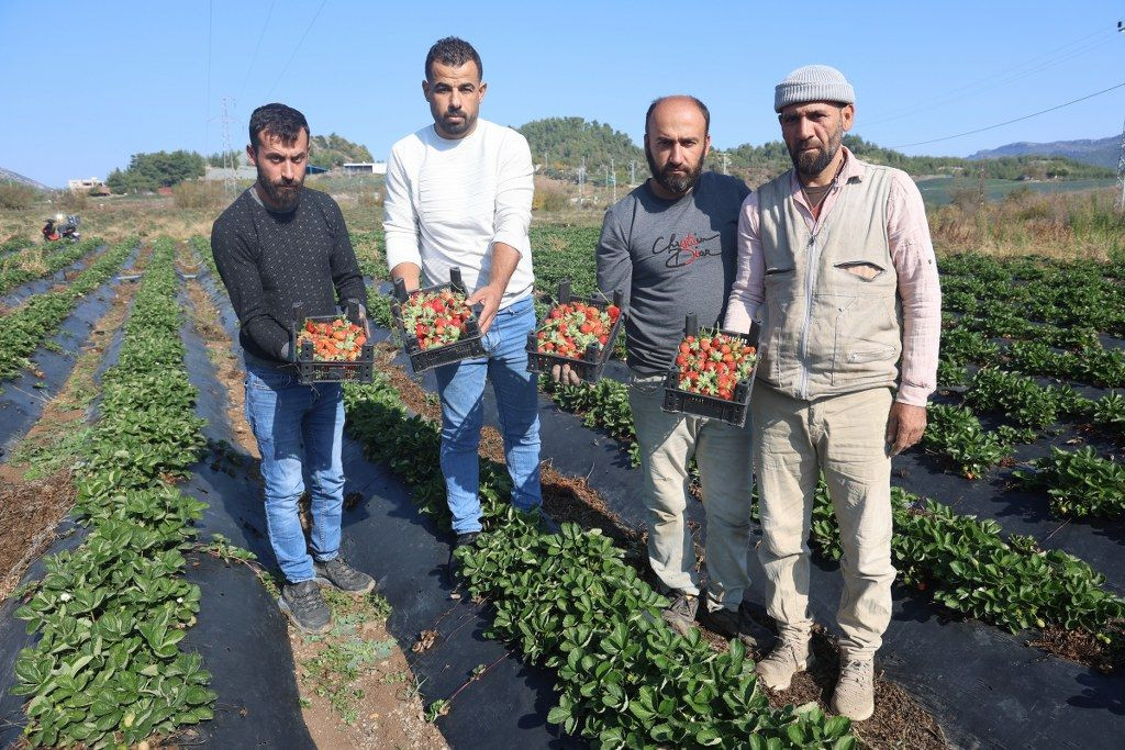 Hatay'da Çilekte Son Hasat: 120 TL'den Alıcı Buluyor! - Sayfa 2