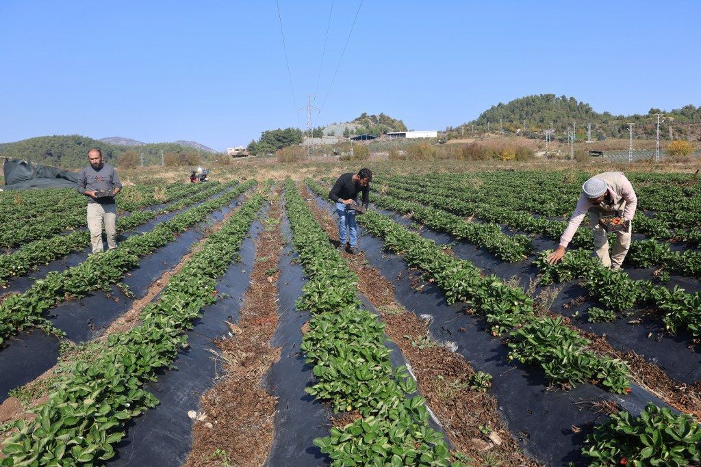 Hatay'da Çilekte Son Hasat: 120 TL'den Alıcı Buluyor! - Sayfa 5