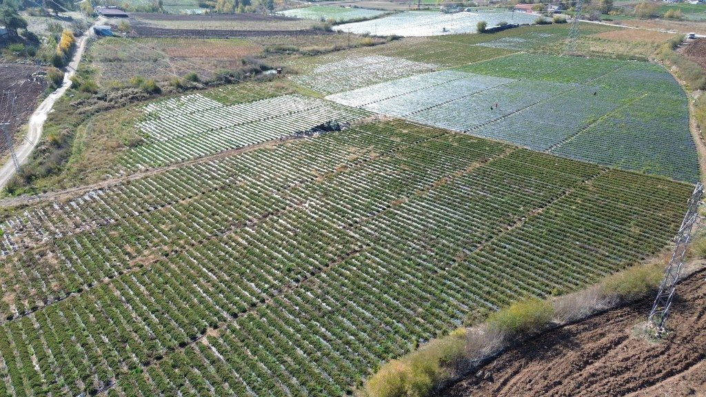 Hatay'da Çilekte Son Hasat: 120 TL'den Alıcı Buluyor! - Sayfa 6