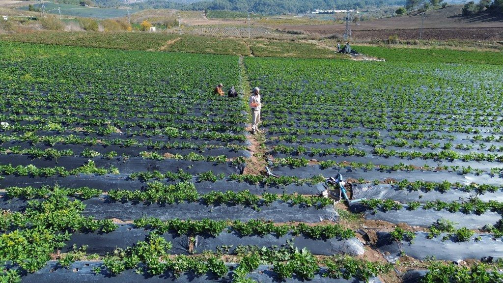 Hatay'da Çilekte Son Hasat: 120 TL'den Alıcı Buluyor! - Sayfa 9