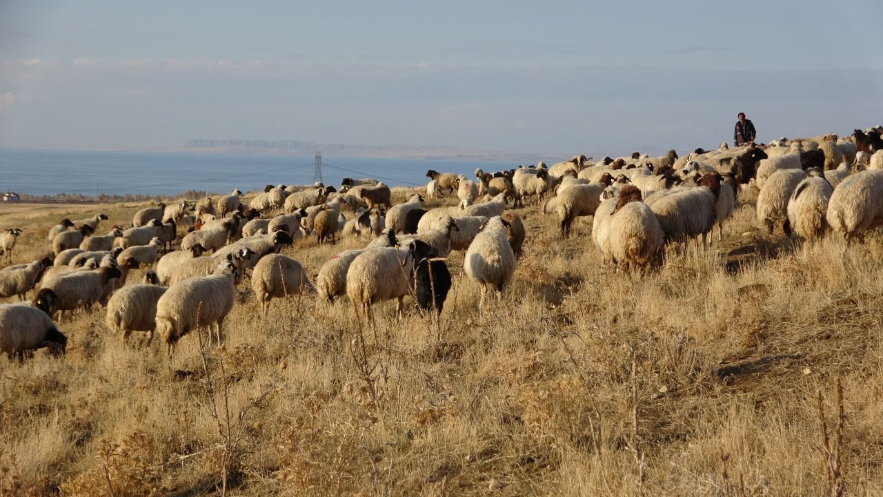 Van'da Küçükbaş Hayvancılığına Rekor Destek: 200 Bin Koyunla... - Sayfa 3