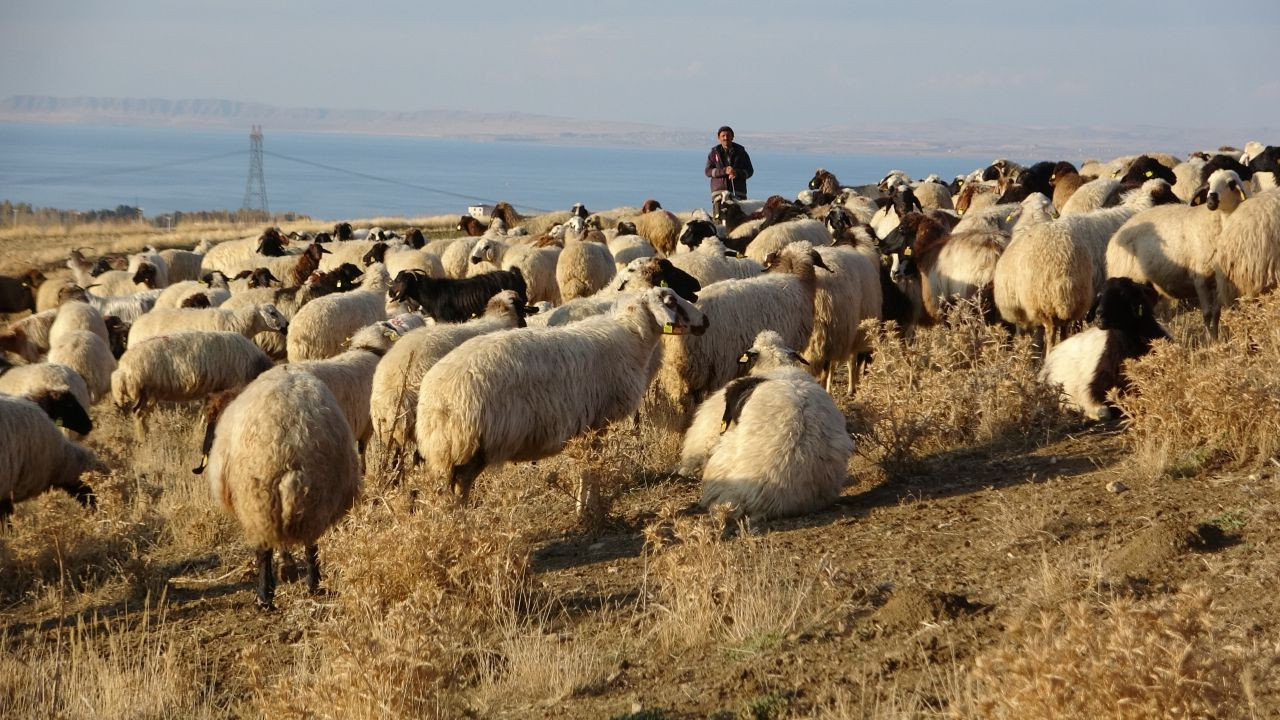 Van'da Küçükbaş Hayvancılığına Rekor Destek: 200 Bin Koyunla... - Sayfa 1