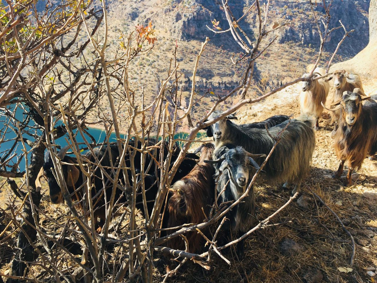 Kayalıklarda Mahsur Kalan 10 Keçi 3 Gün Sonra Kurtarıldı - Sayfa 4