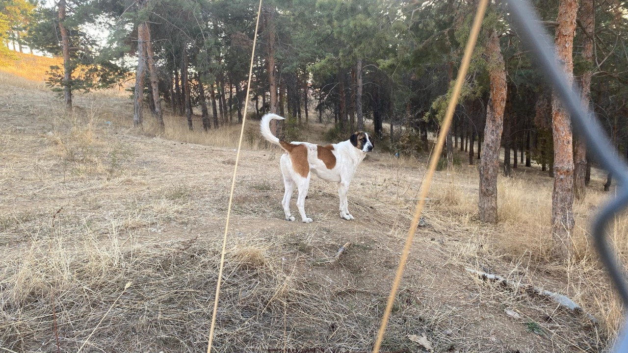 Evine Dönen Akademisyene Köpekler Saldırdı: Bacakları ve Yüzü Parçalandı