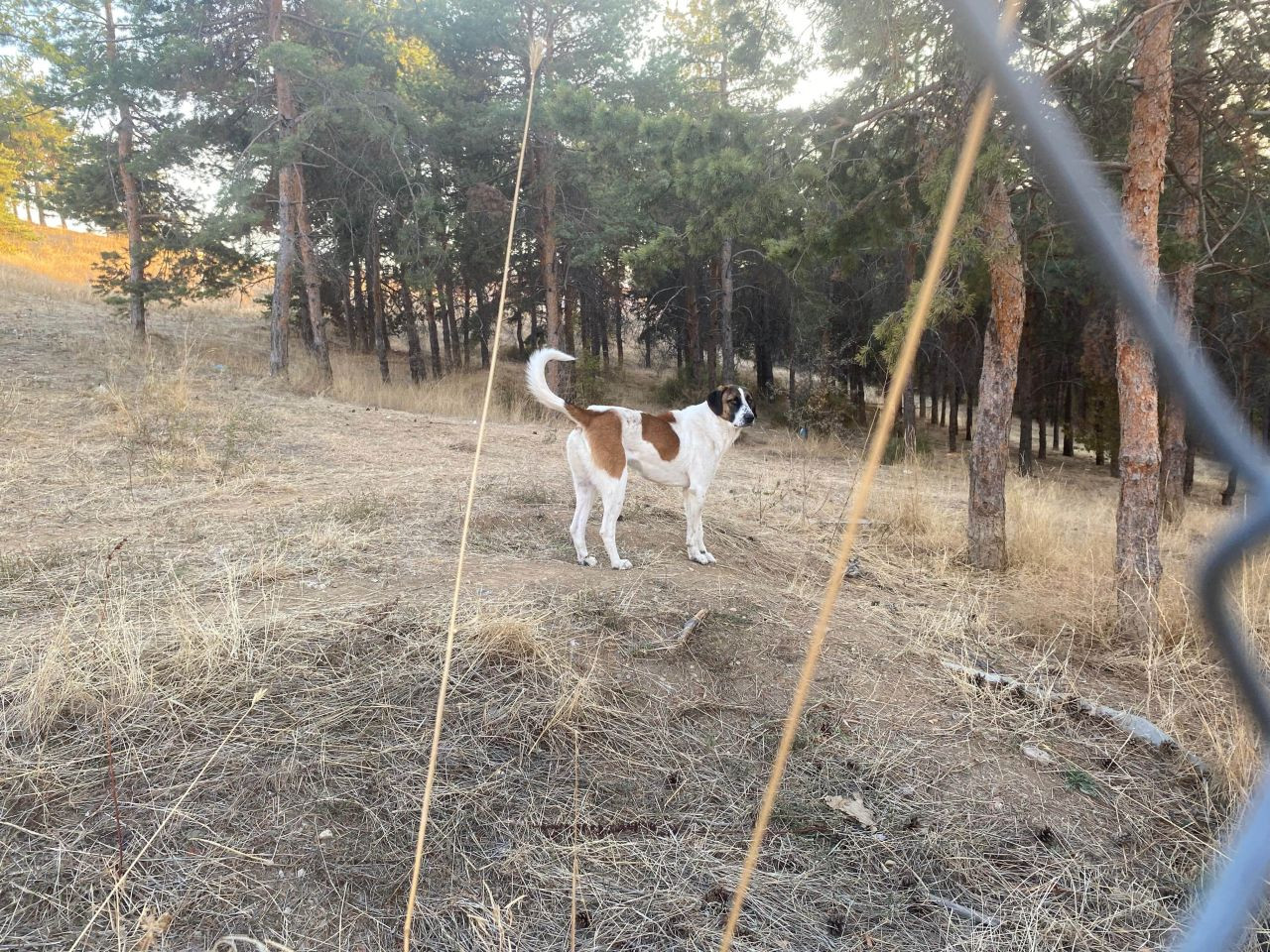 Evine Dönen Akademisyene Köpekler Saldırdı: Bacakları ve Yüzü Parçalandı - Sayfa 1