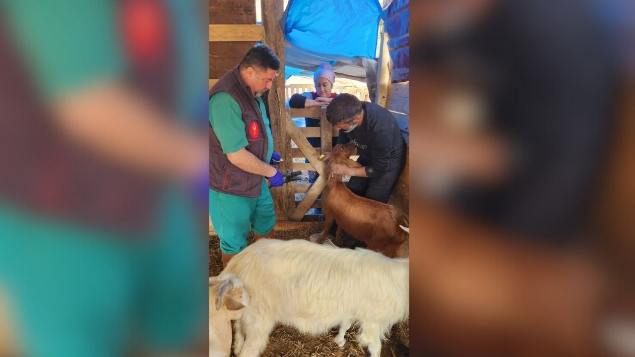 Aydın'da Küçükbaş Hayvanlara Veba Aşısı Yapıldı!