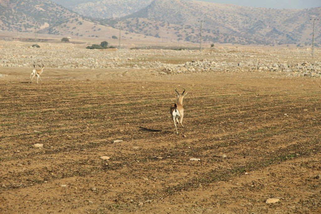 Cudi Dağı'na 30 ceylan bırakıldı - Sayfa 4