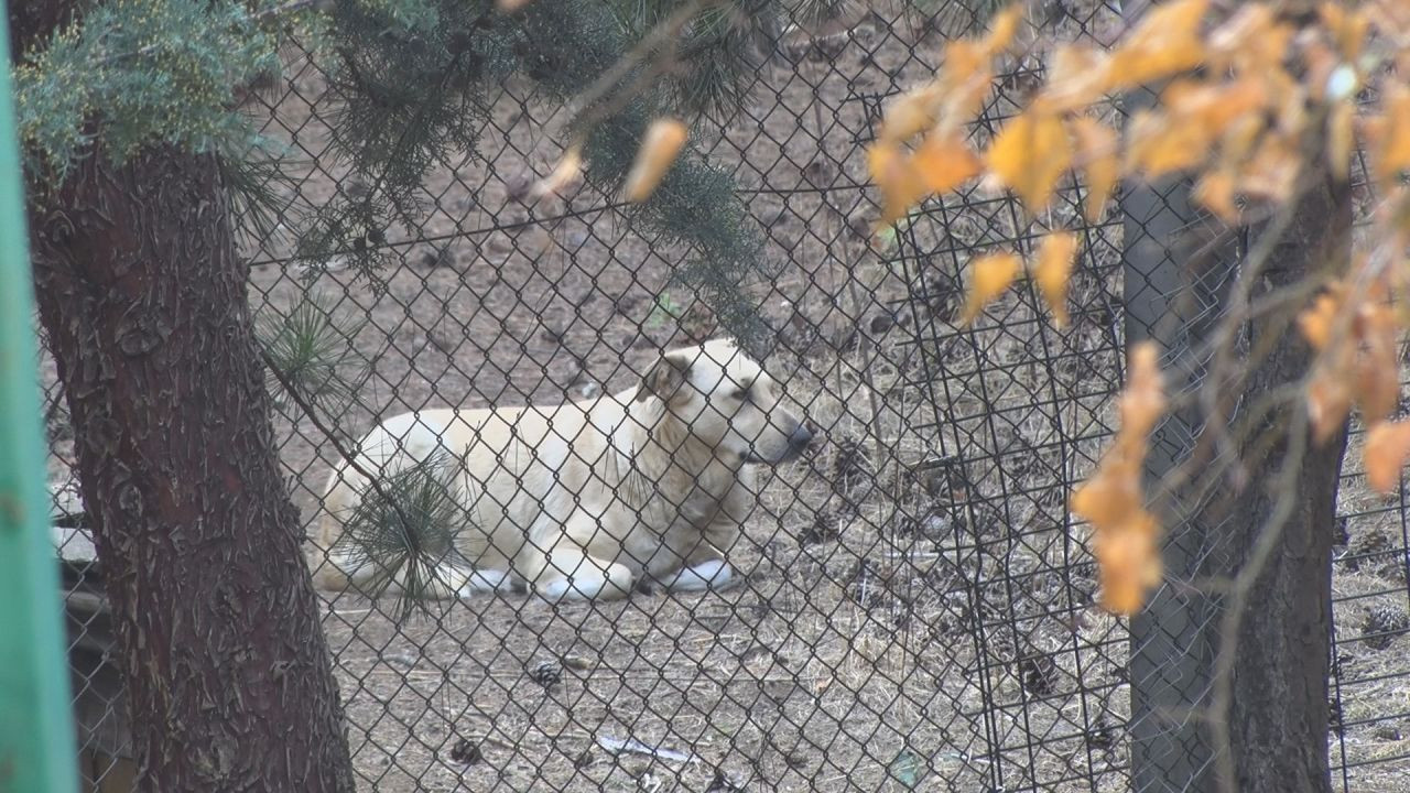 Köpekler tarafından yaralanan profesörün mahallesinde insanlar tedirgin - Sayfa 4