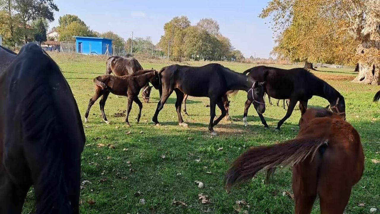 Sakarya'da at sevgisiyle başlayan hobi hipodromda devam ediyor: Kurduğu tesiste yarış atı üretiyor - Sayfa 5