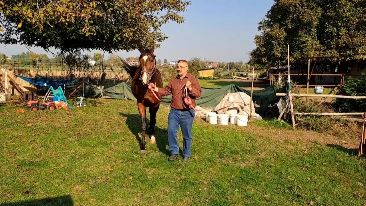 Sakarya'da at sevgisiyle başlayan hobi hipodromda devam ediyor: Kurduğu tesiste yarış atı üretiyor - Sayfa 3