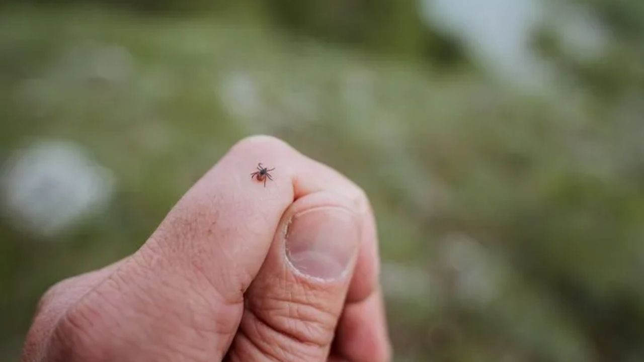 8 Yaşındaki Çocuğun Kulağından Çıkan Şey Şok Etti: 8 Bacaklı Kene! - Sayfa 4