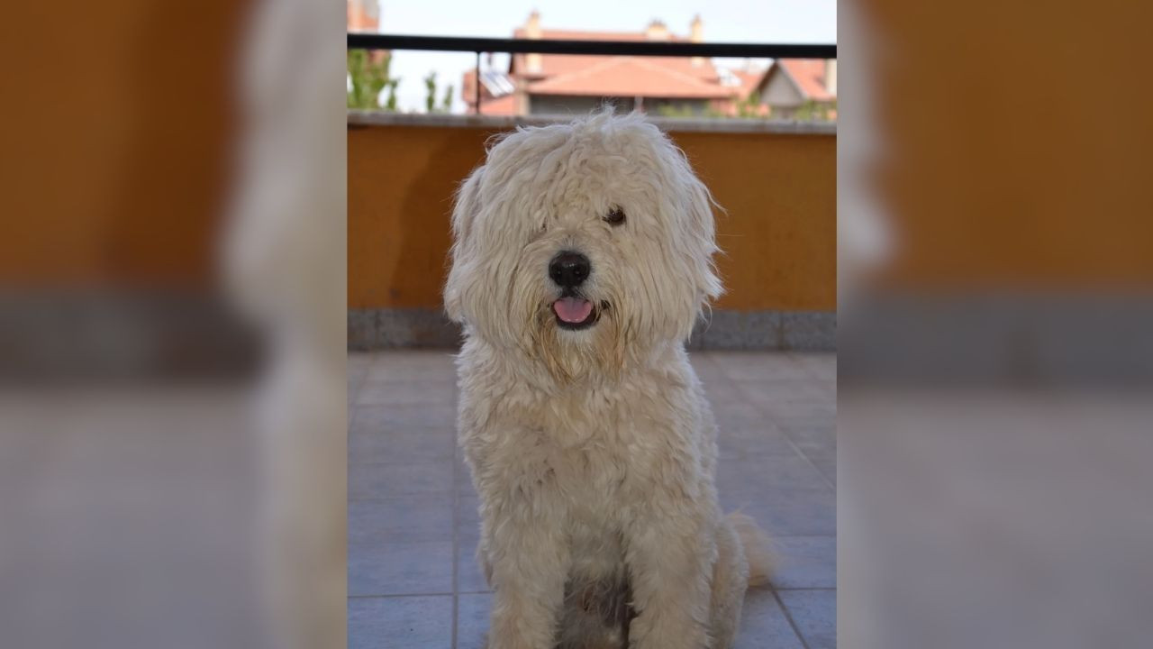 Isparta'da Görme Engelli Başkan, Ölen Köpeği İçin Arsa Satın Aldı! - Sayfa 6