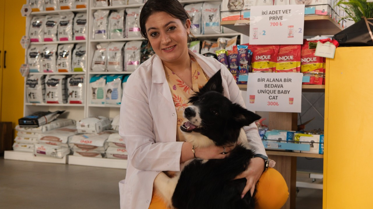 Klinikten yola fırlayan köpeklere araç çarptı: Bir köpek telef oldu, diğeri yaralandı