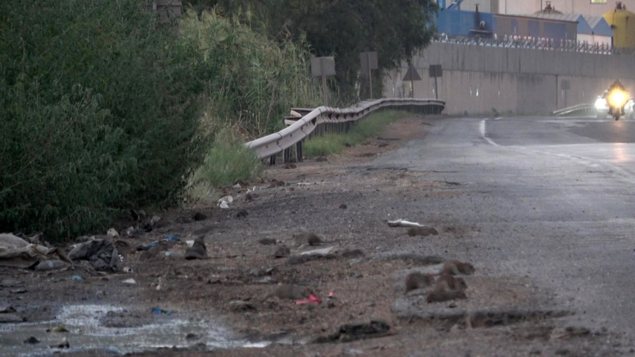 Hatay'da İstilacı Farelerle Mücadele Başlatıldı - Sayfa 1