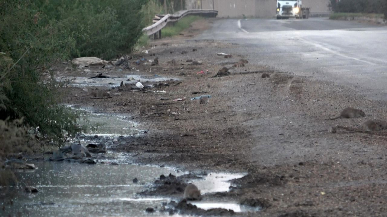 Hatay'da İstilacı Farelerle Mücadele Başlatıldı - Sayfa 3