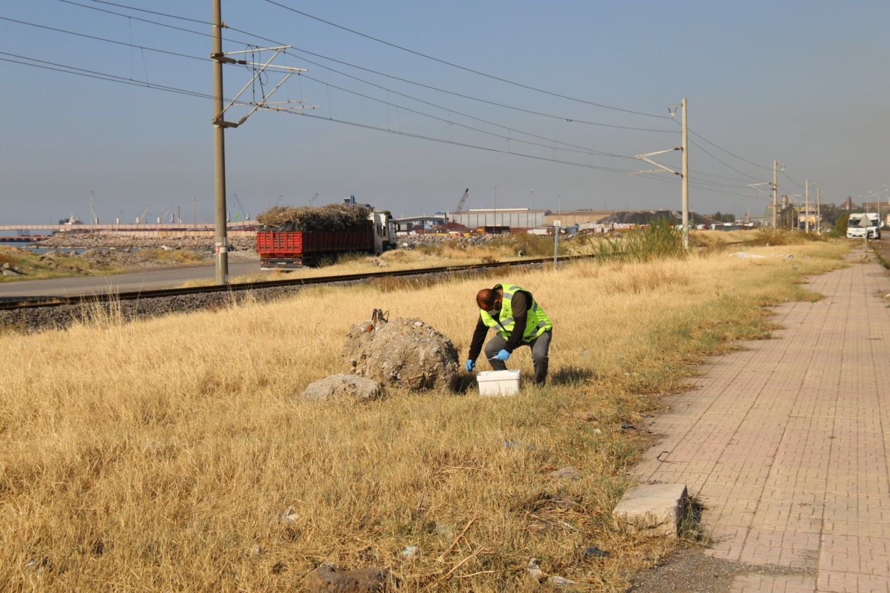 Hatay'da İstilacı Farelerle Mücadele Başlatıldı - Sayfa 4