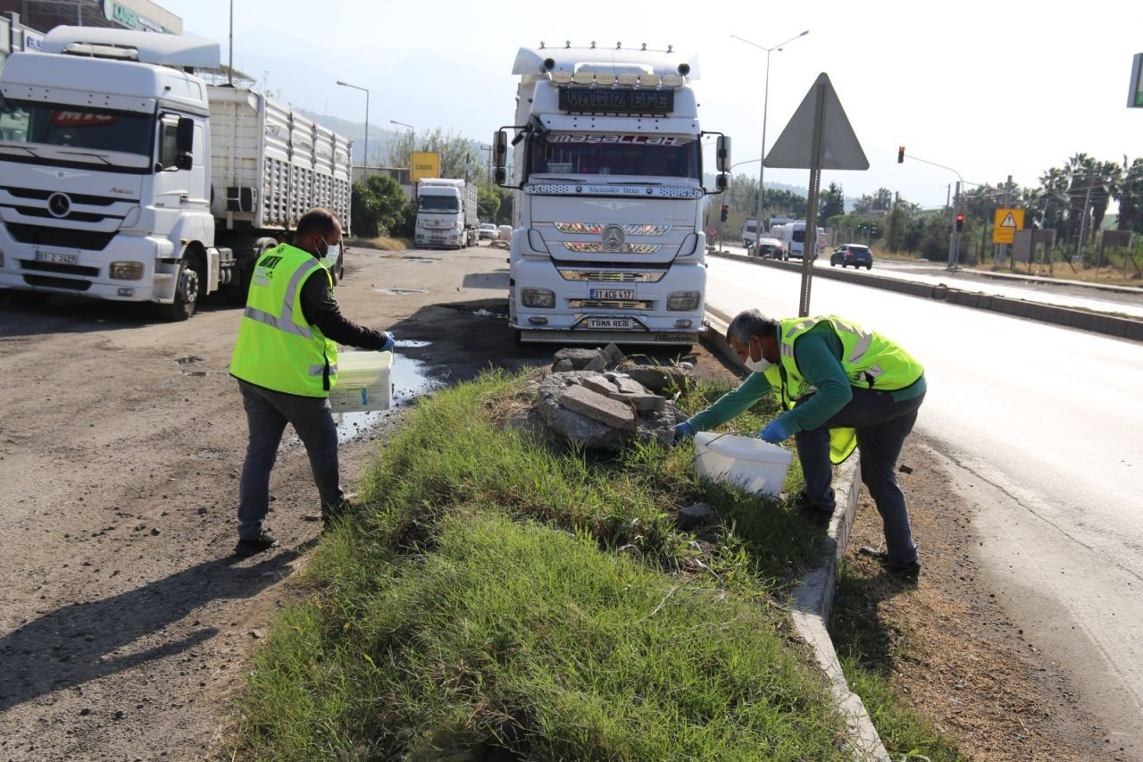 Hatay'da İstilacı Farelerle Mücadele Başlatıldı - Sayfa 5