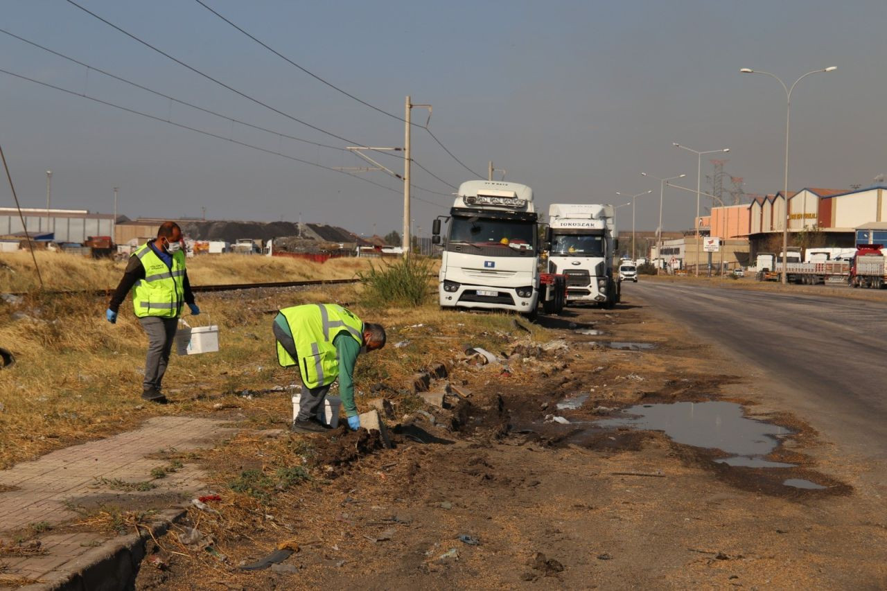 Hatay'da İstilacı Farelerle Mücadele Başlatıldı - Sayfa 6