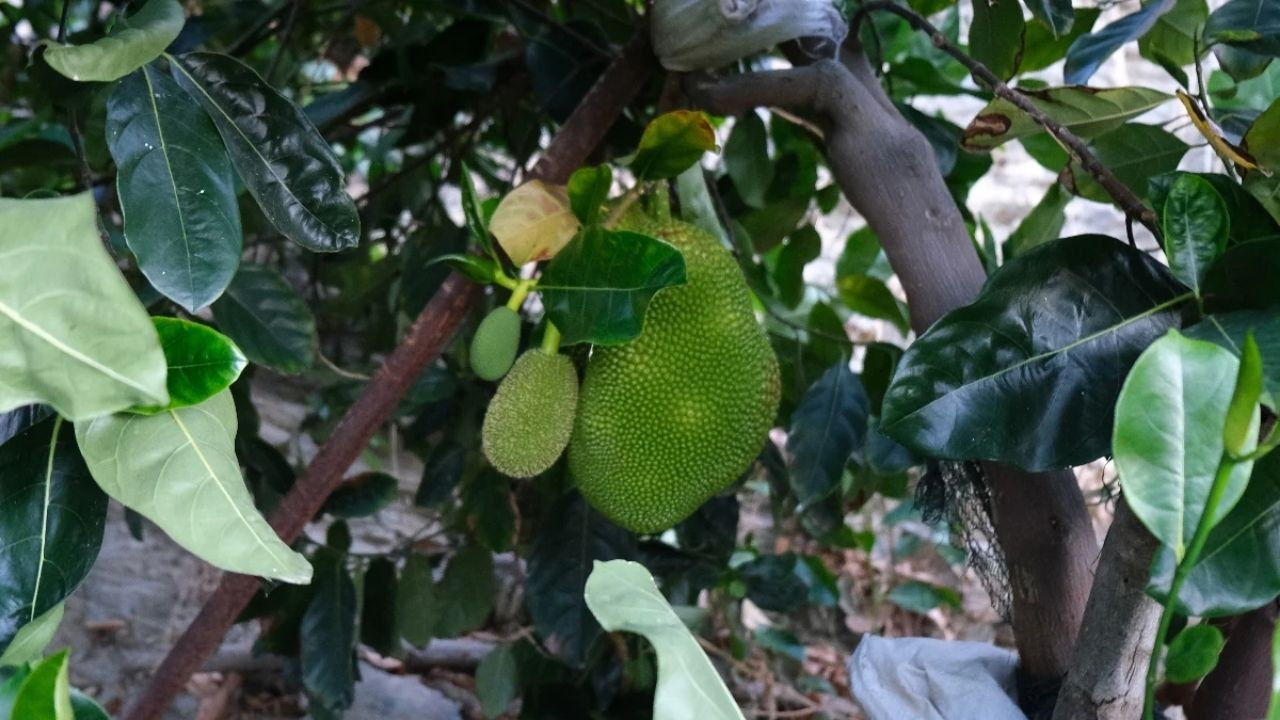 Vietnam'dan Getirdi, Antalya'da Yetiştirdi. İşte Kilosu 600'den Satılan O Meyve...