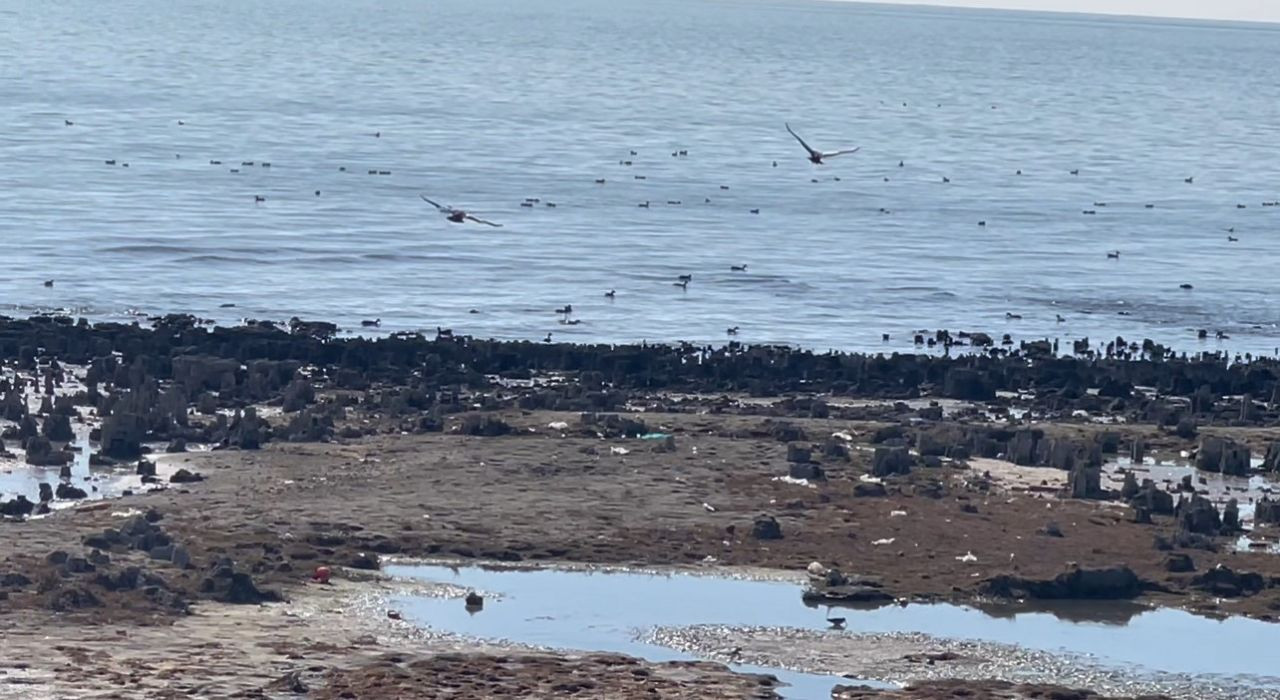 Van Gölü'ndeki Su Çekilmesi, Kuşlar İçin Yeni Yaşam Alanı Oluyor - Sayfa 2