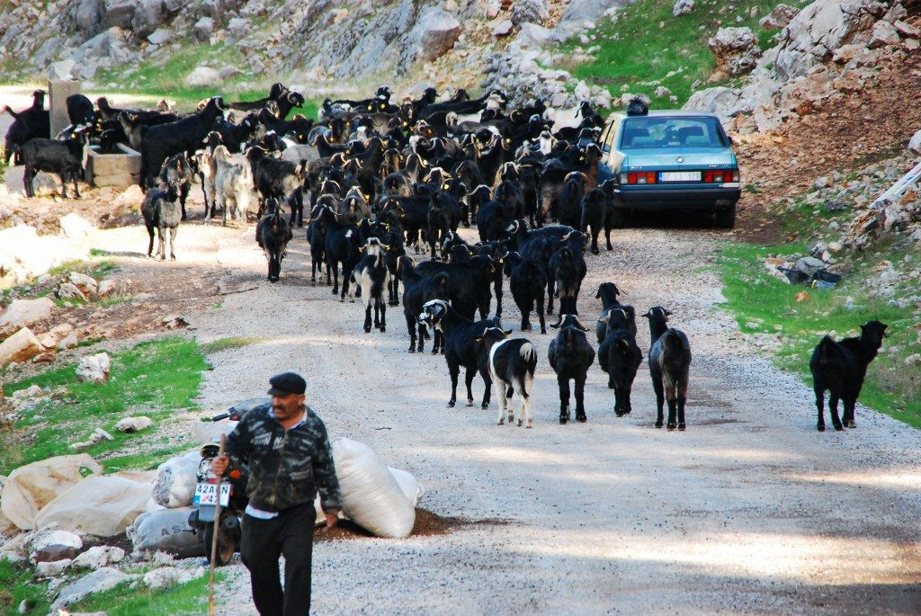 Antalya'da Havaların Soğumasıyla Yörüklerin Yayla Dönüşü Başladı! - Sayfa 5