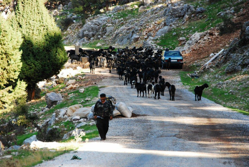 Antalya'da Havaların Soğumasıyla Yörüklerin Yayla Dönüşü Başladı! - Sayfa 6