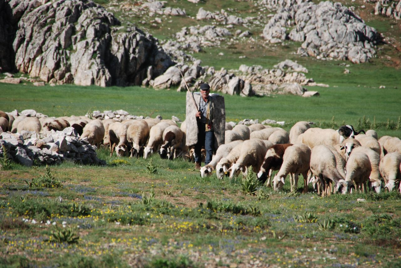 Antalya'da Havaların Soğumasıyla Yörüklerin Yayla Dönüşü Başladı! - Sayfa 2