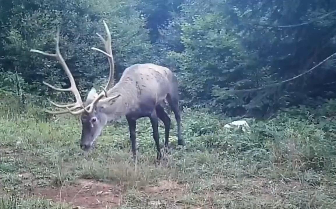 Samanlı Dağları'na salınan kızıl geyikler fotokapanlara yansıdı - Sayfa 1