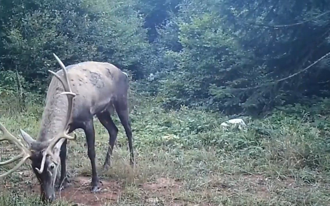 Samanlı Dağları'na salınan kızıl geyikler fotokapanlara yansıdı - Sayfa 2