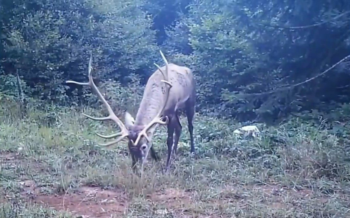 Samanlı Dağları'na salınan kızıl geyikler fotokapanlara yansıdı - Sayfa 4