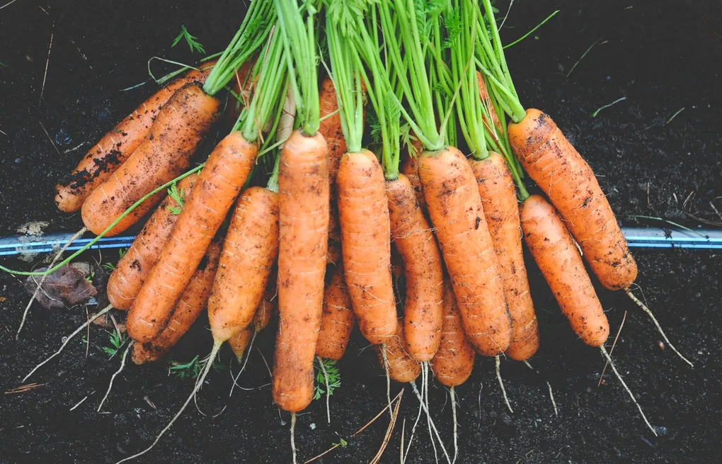 ‘E. Coli’ Salgını Bu Sefer Organik Havuçlarda Görüldü - Sayfa 2