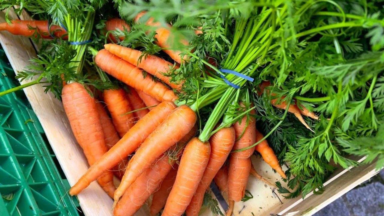 ‘E. Coli’ Salgını Bu Sefer Organik Havuçlarda Görüldü