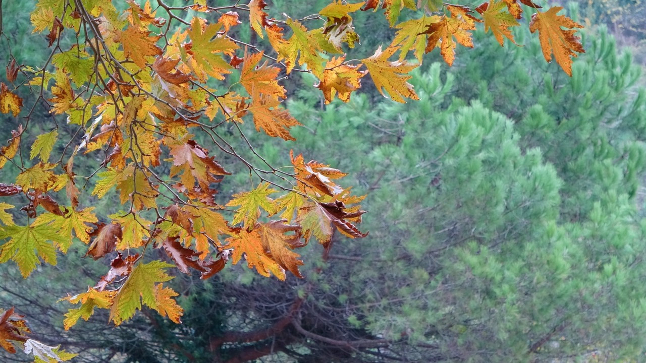 Karadeniz'in İncisi'nde sonbahar güzelliği