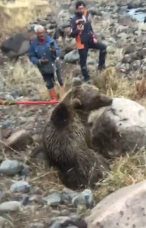 Muş’ta Yaralı Ayı Kurtarıldı: Tedavisi Van’da Devam Ediyor - Sayfa 1