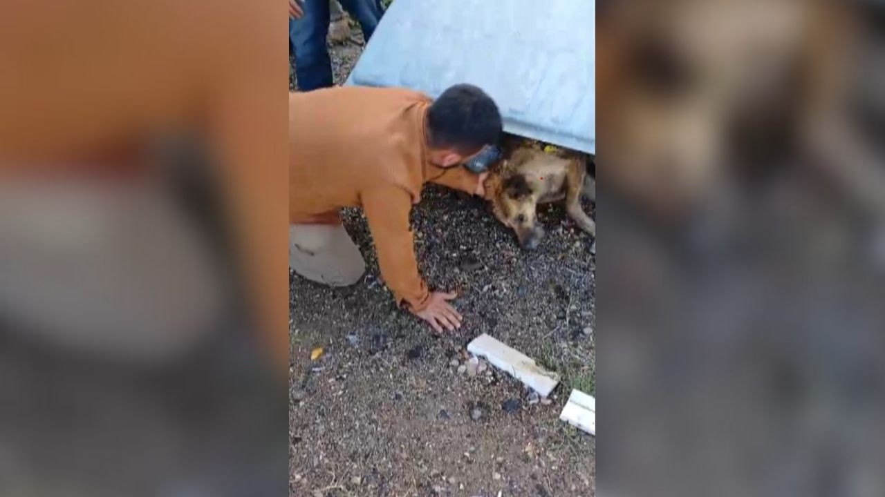 Hatay'da Çöp Konteynerinde Bulunan Köpeğe Yardım Eli!