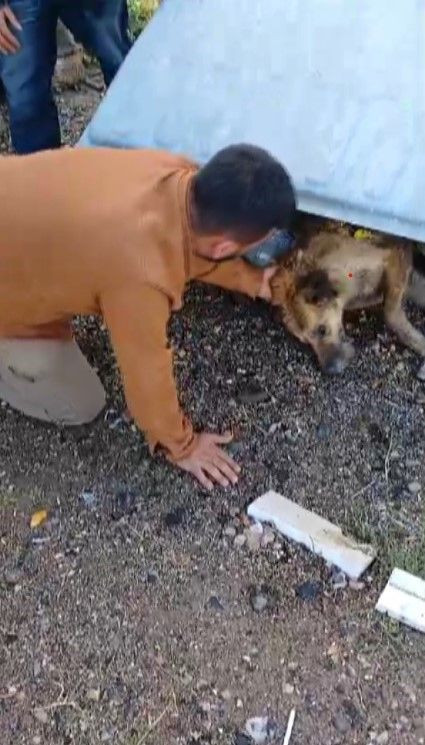 Hatay'da Çöp Konteynerinde Bulunan Köpeğe Yardım Eli! - Sayfa 3