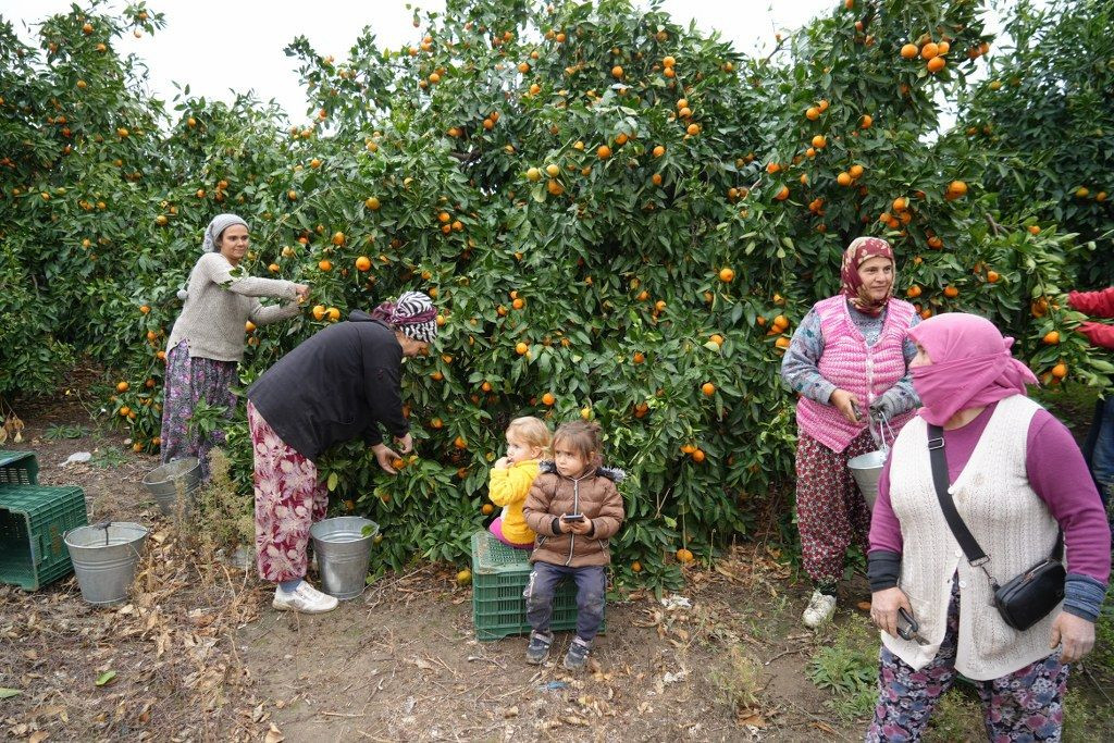 Balıkesir'in Coğrafi İşaretli Mandalina Hasadı Başladı! - Sayfa 2