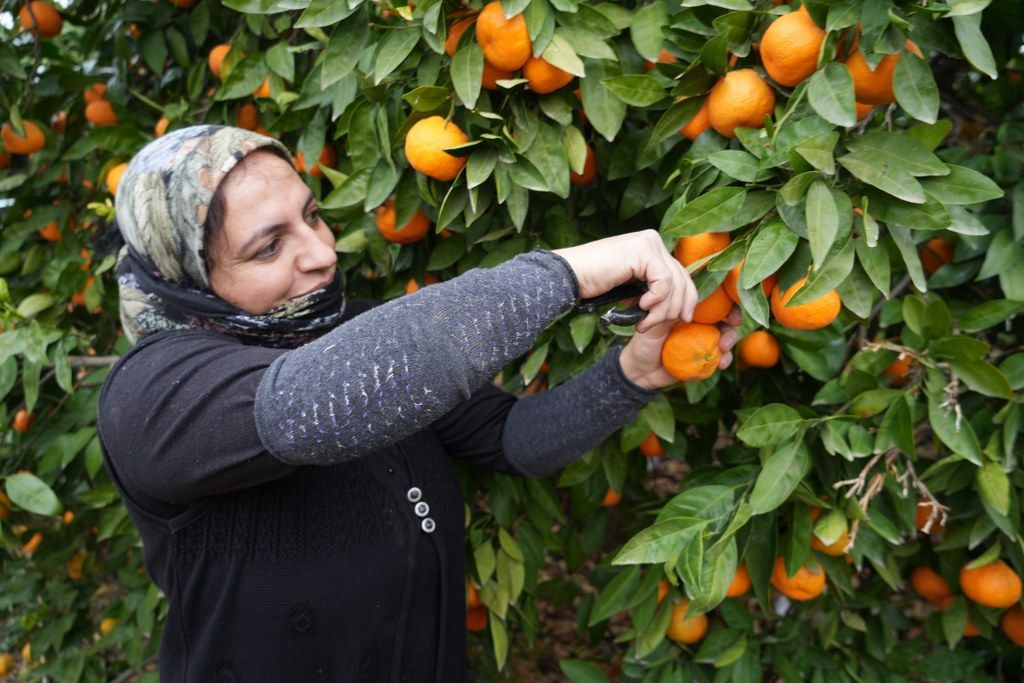 Balıkesir'in Coğrafi İşaretli Mandalina Hasadı Başladı! - Sayfa 3