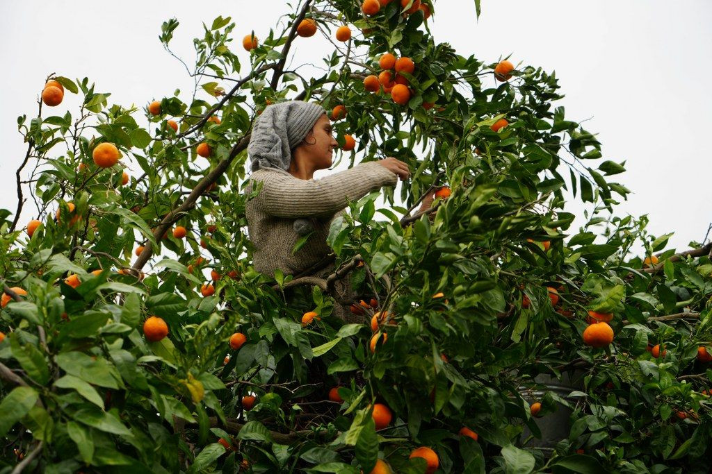 Balıkesir'in Coğrafi İşaretli Mandalina Hasadı Başladı! - Sayfa 5