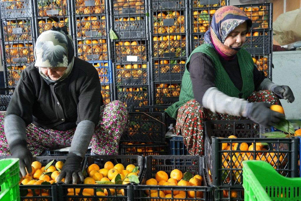 Balıkesir'in Coğrafi İşaretli Mandalina Hasadı Başladı! - Sayfa 9