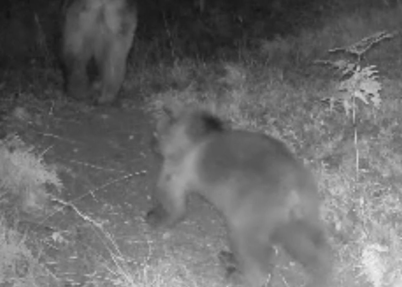 Bolu'da yaban hayatı fotokapanlara yansıdı - Sayfa 5