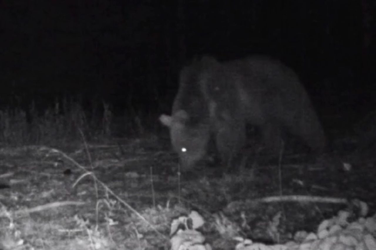 Bolu'da yaban hayatı fotokapanlara yansıdı - Sayfa 4